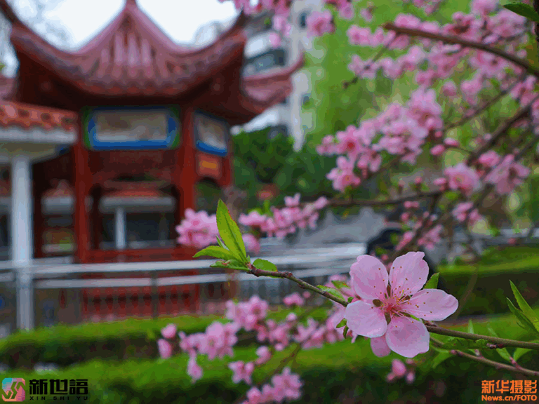 Experience Bozhou Xuegeta: A Food Lover’s Paradise in Anhui, China