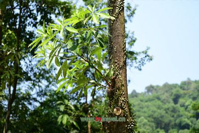 Cangzhou’s Sangezhuang Site: A Must-Visit for History Enthusiasts