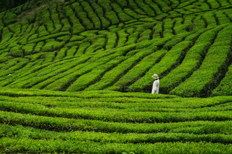 Top 10 Must-Visit Attractions in Jinhua Yushan Guchachang for an Unforgettable Experience