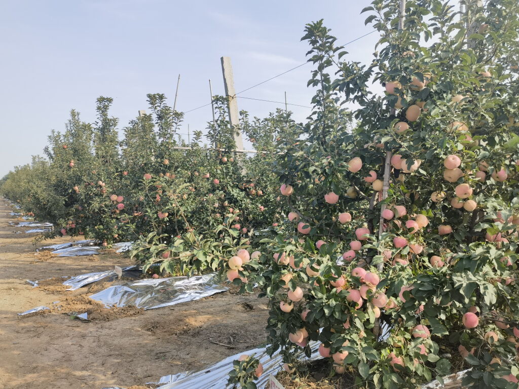 A scenic view of Weifang Fengtai Yanye Yizhiqun
