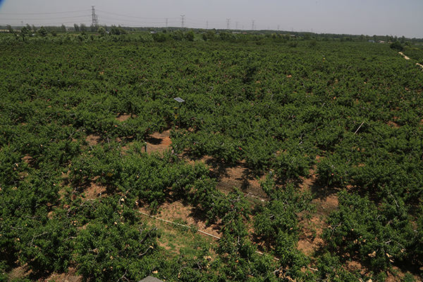 A scenic view of Xuzhou Huating Yizhi