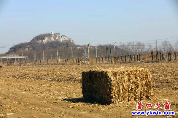 Explore the Best Activities and Attractions at Yingkou Jinniushan Yizhi