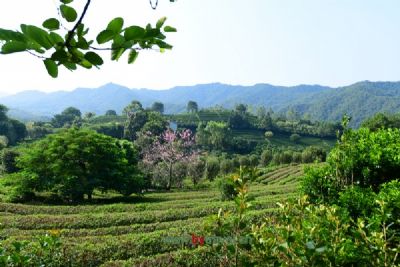 Exploring Yiyang Qujiang Chayuan: A Serene Escape into Nature