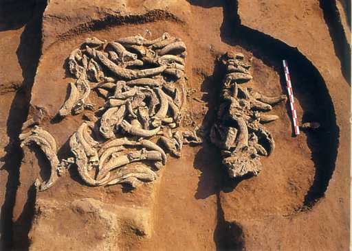 Experience the Charm of Xiaoshuangqiaoyizhi: Top Attractions in Zhengzhou